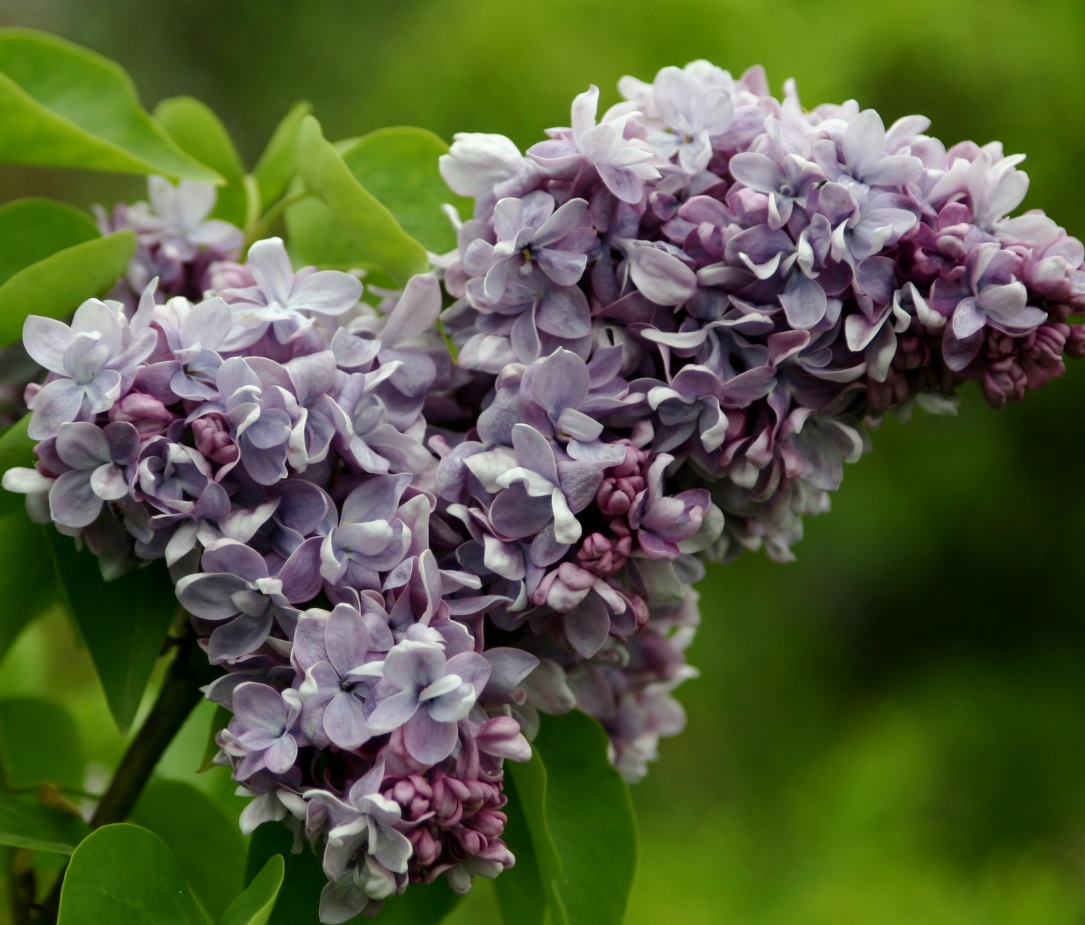 ''President Pointcare'' Syringa vulgaris
